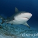 shark_bull_pdm_h_0019_mex0024.jpg
